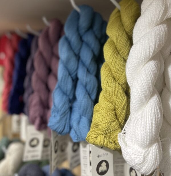 Ambra Lanasalpaca